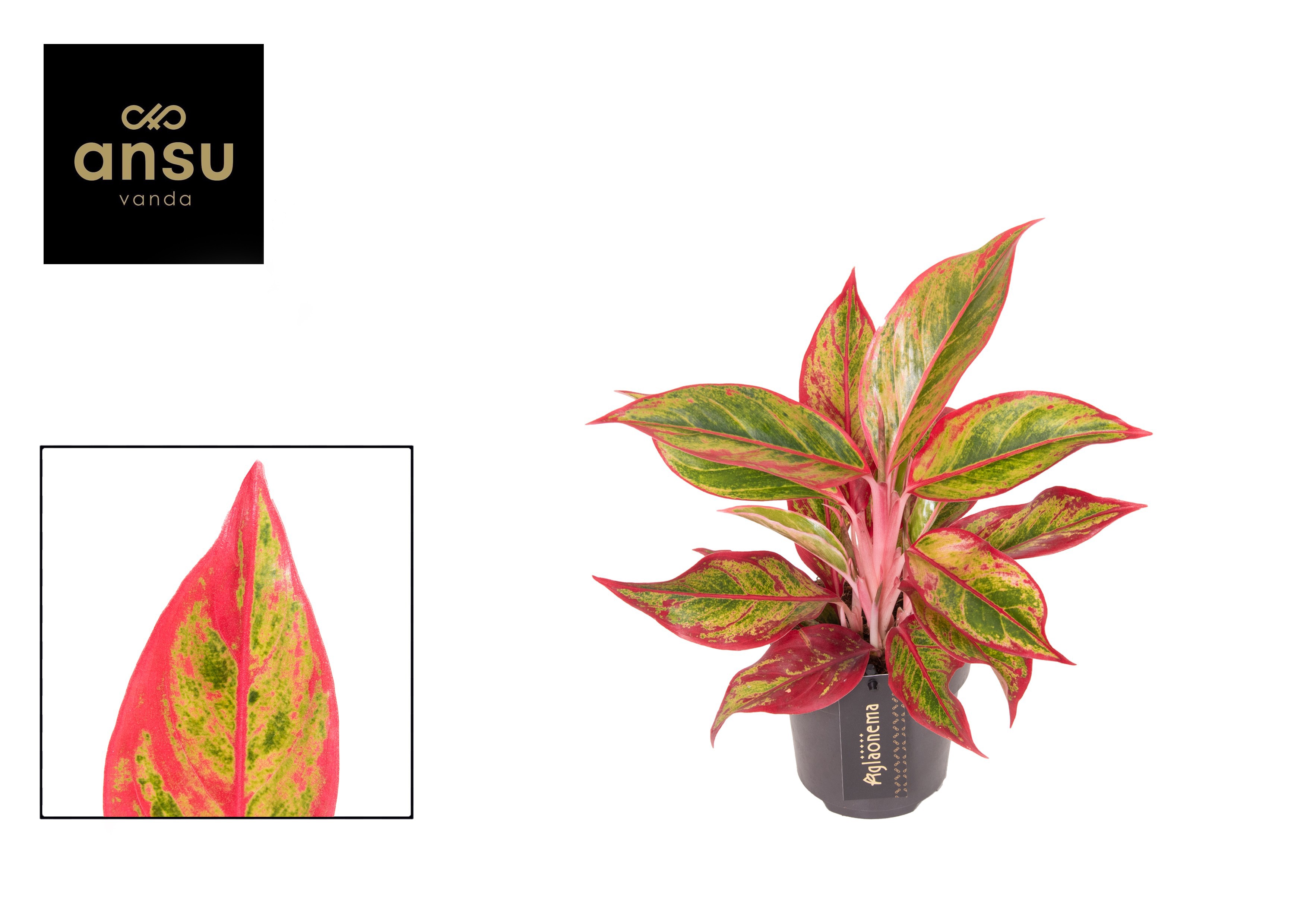 Aglaonema Jungle Lava, D 12