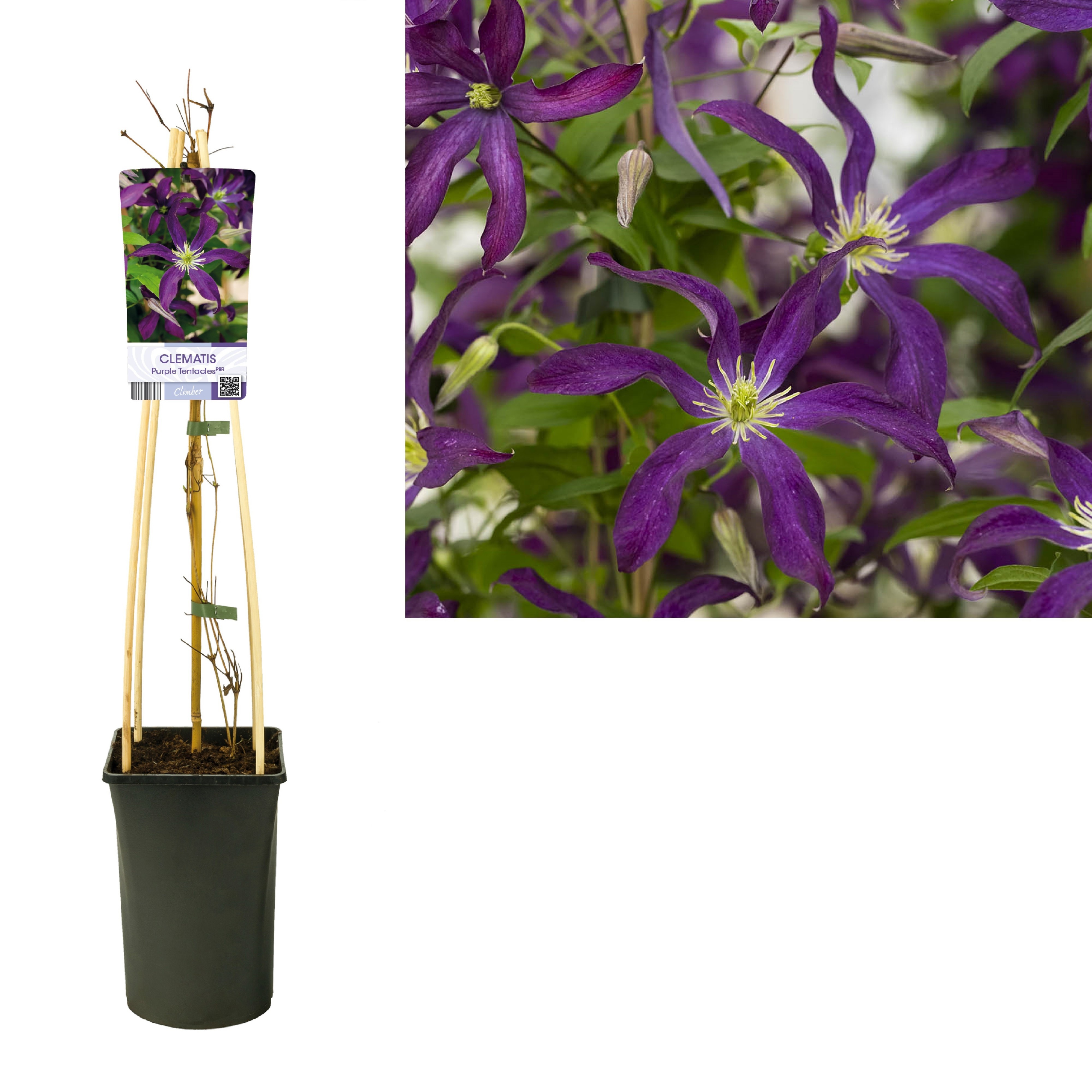 Clematis Purple Tentacles PBR +light label, D 17