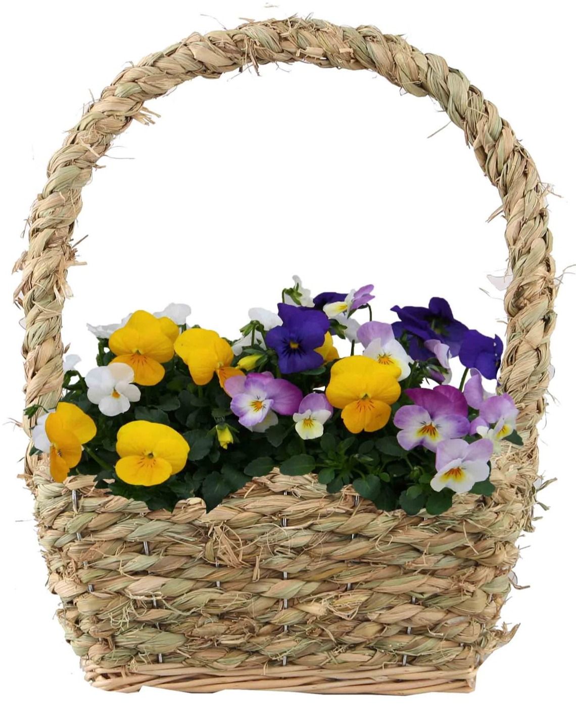 V662-9001 Viola hengselmand zeegras S, D 22 cm V662-9001 Viola hengselmand zeegras S, D 22 cm