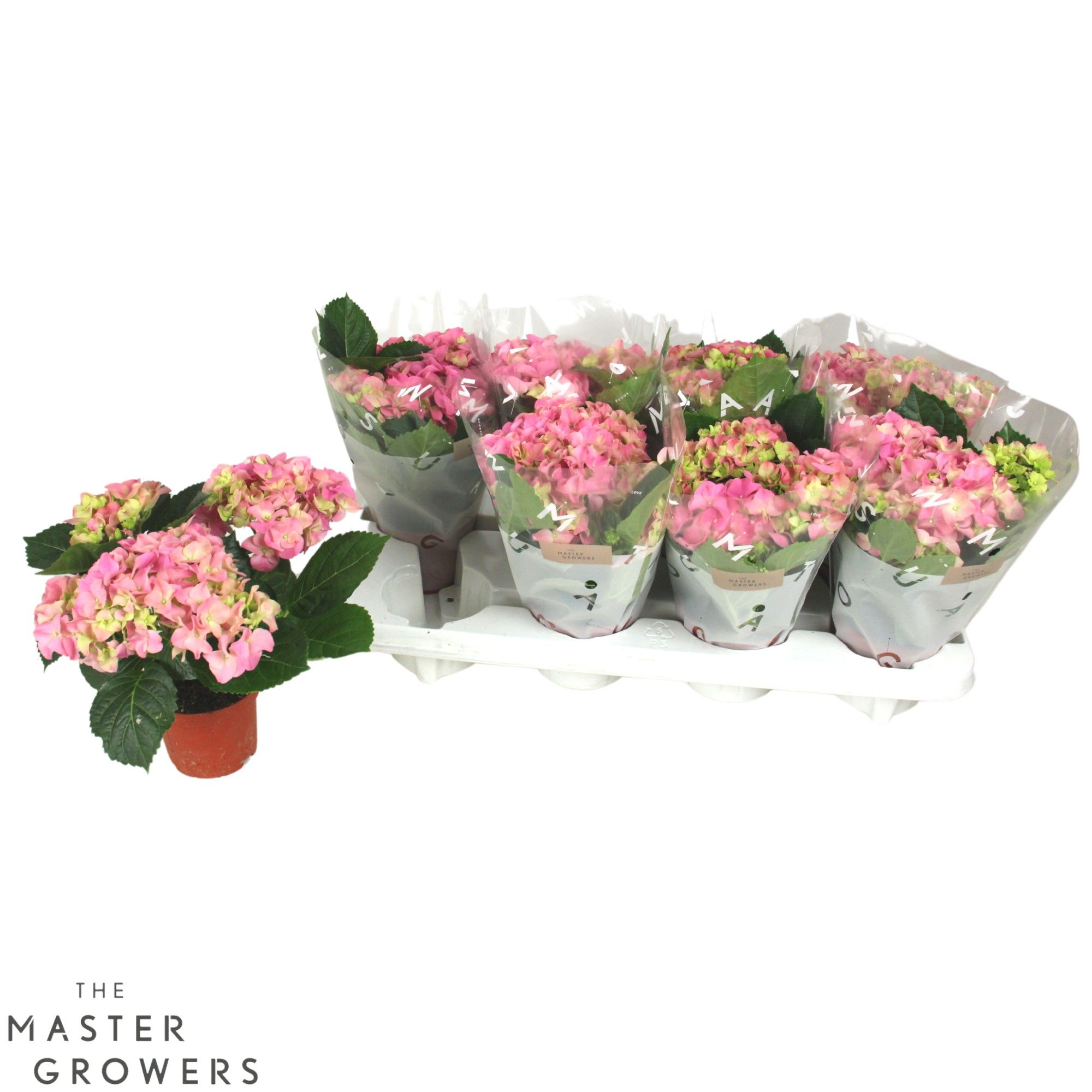Hydrangea macr. 10cm Rose 3+bloem, D 10