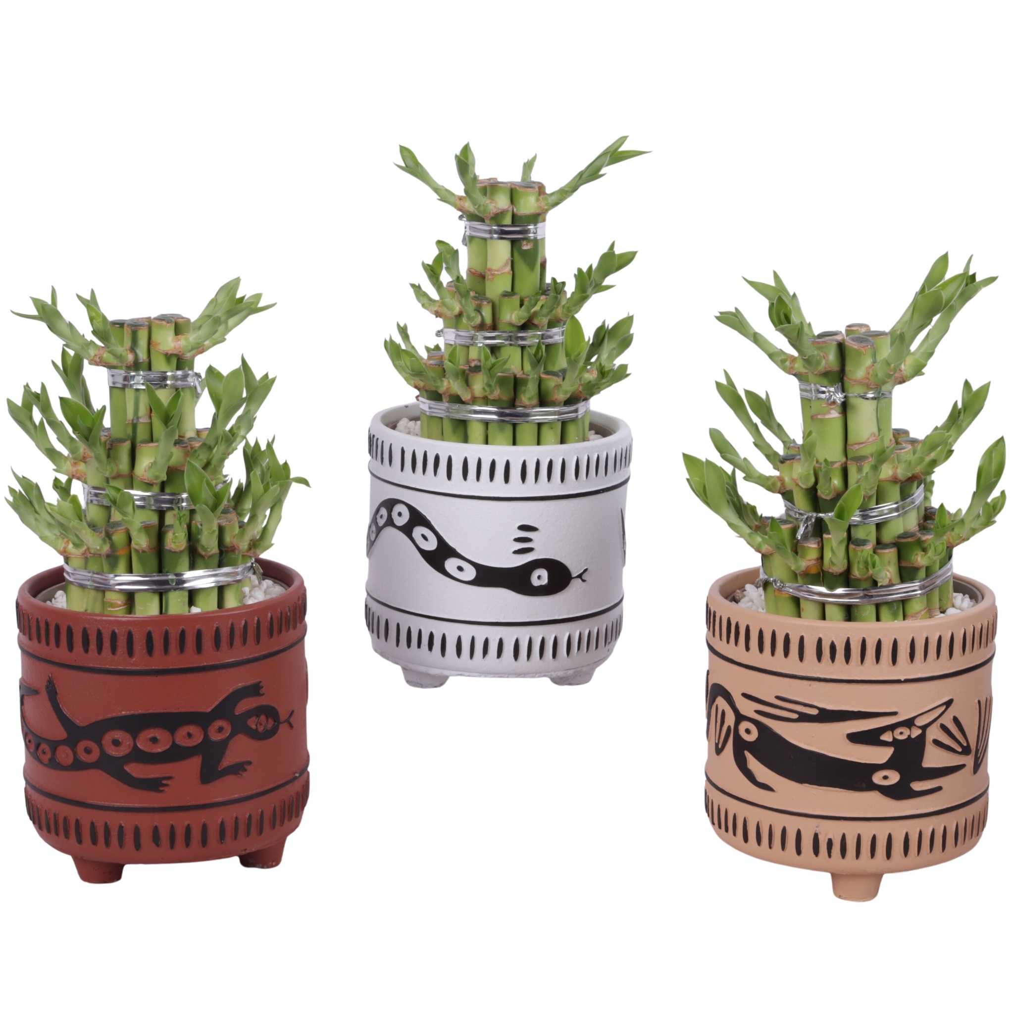 Lucky Bamboo Shape Round 3S Ø14cm Ceramic EV664, D 14