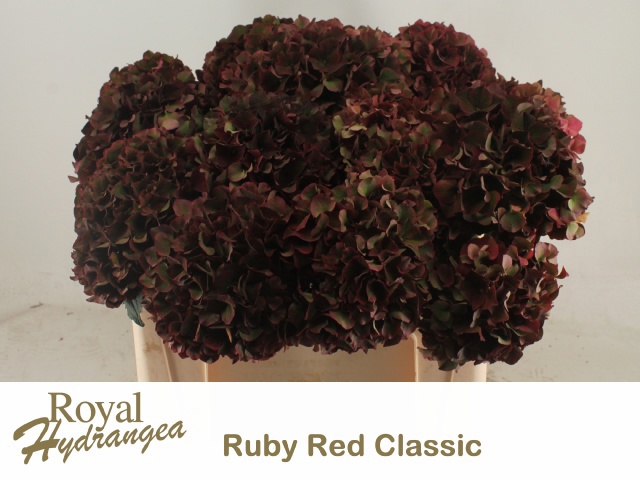 Гортензия Мэджикал Руби Рэд Классик 50, шт.