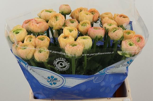 Ранункулус Саксесс Туарег 40, шт.