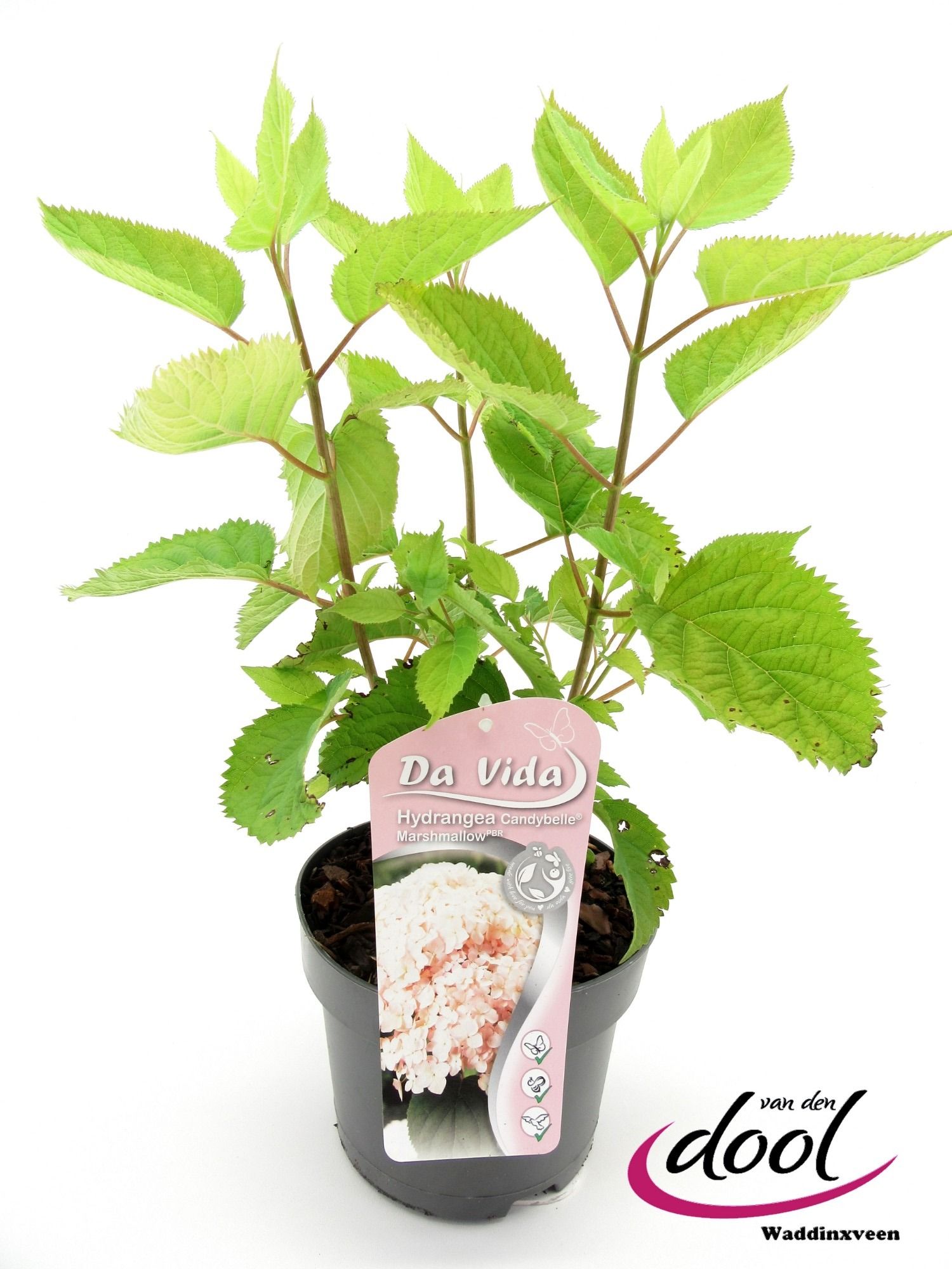 Hydrangea arb. Candybelle Marshmallow, D 19