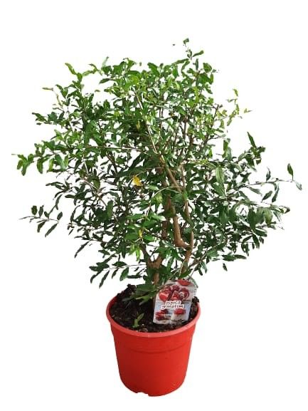 Punica granatum bush C25, D 25