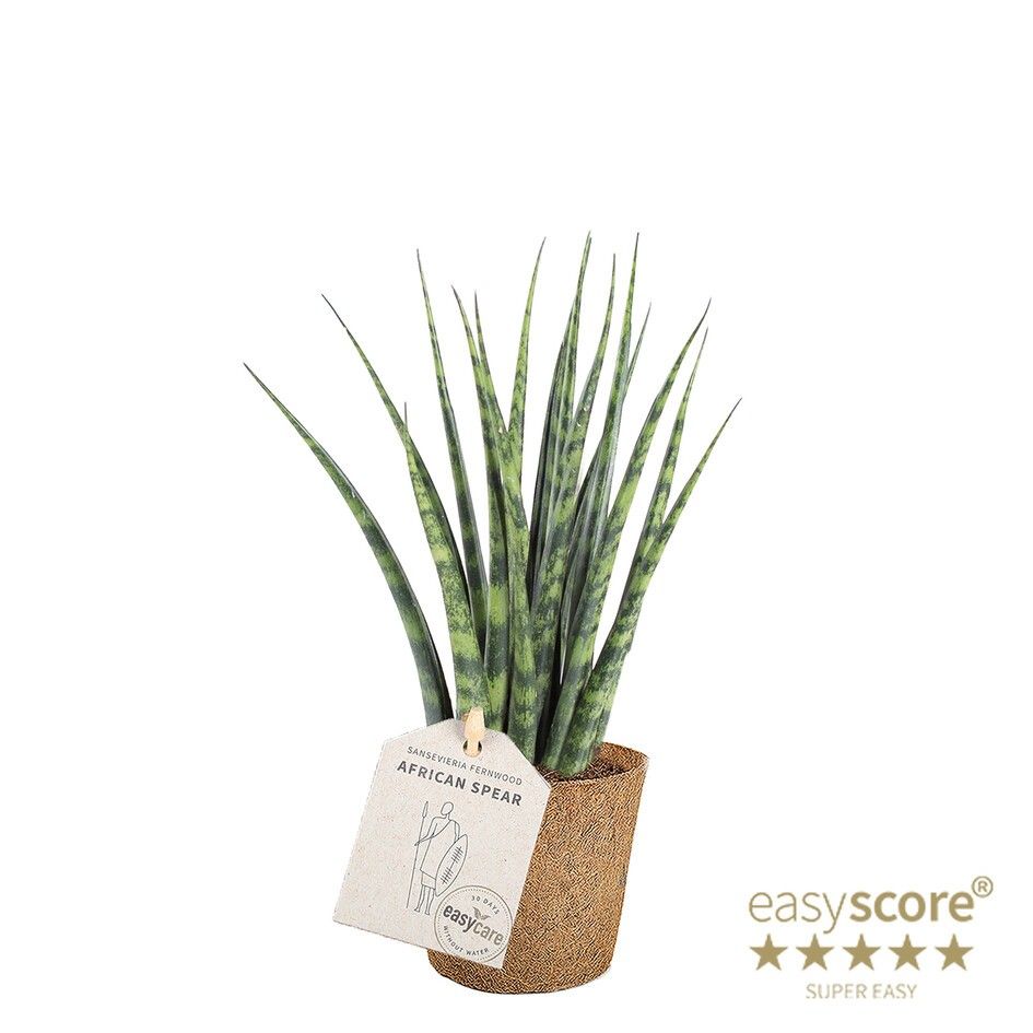 Sansevieria ´Fernwood´ - COCOZ, D 9