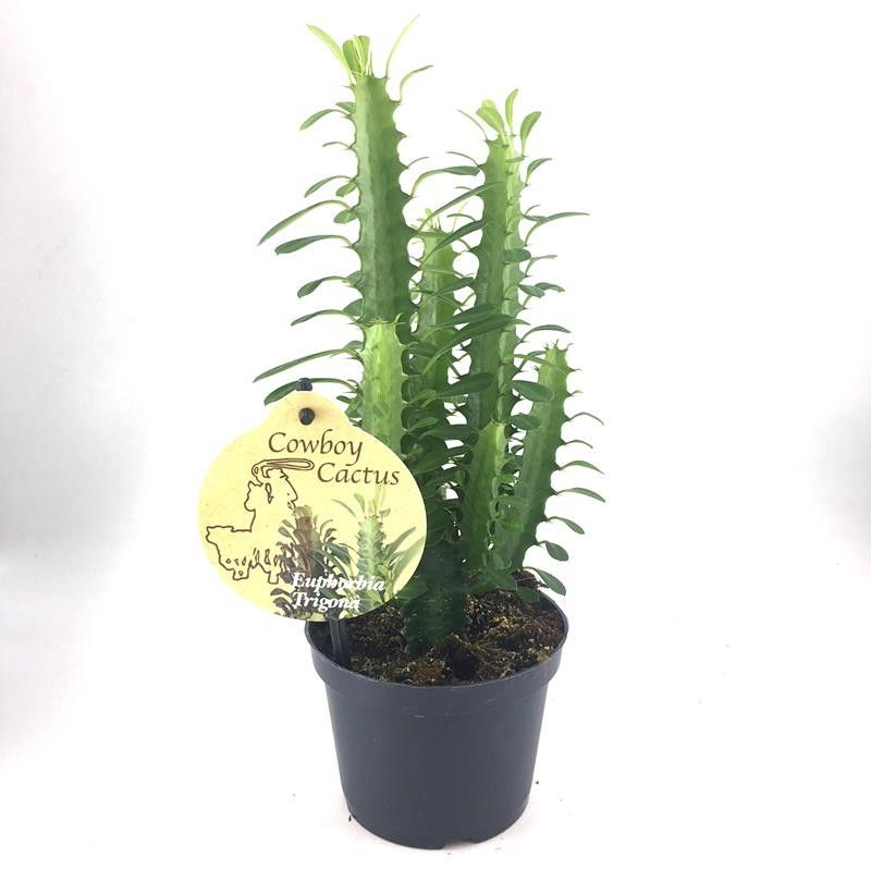 EUPHORBIA TRIGONA, D 12