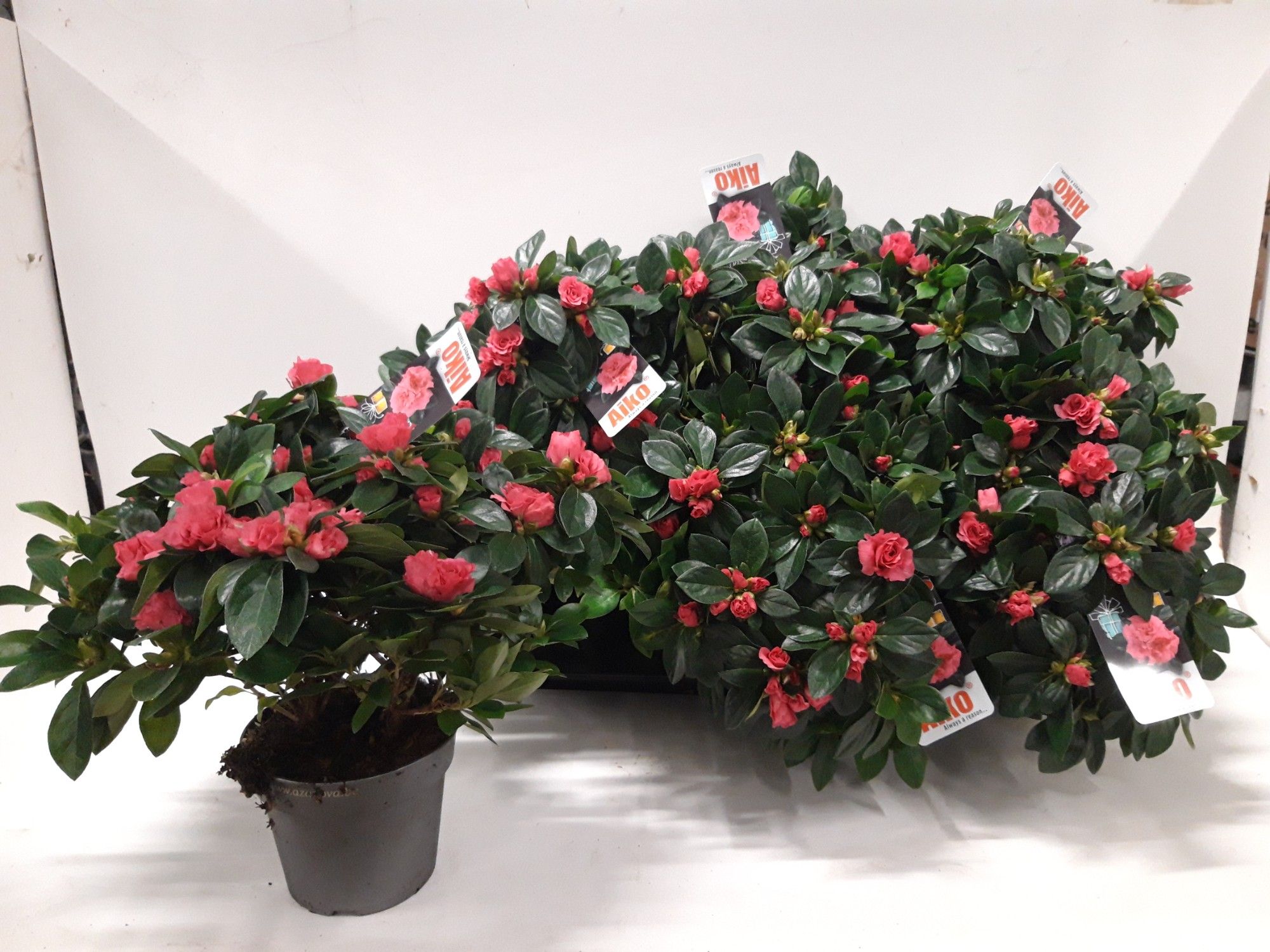 Aiko Intense Rose, D 14