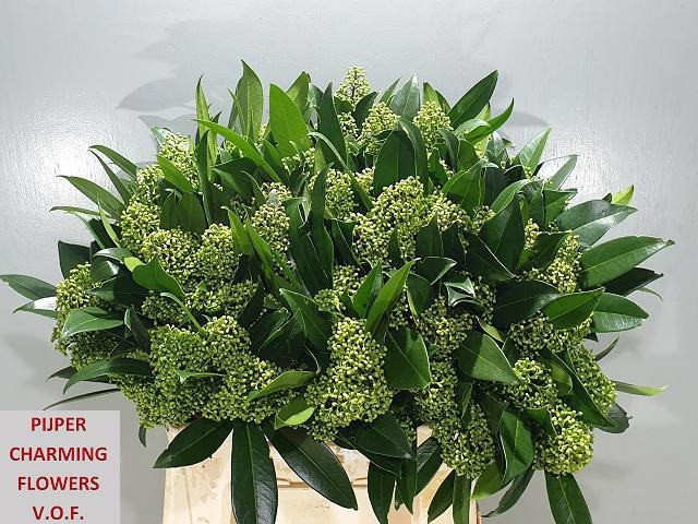 Скимия Кью Грин за пучок 40 (зел.), пуч.