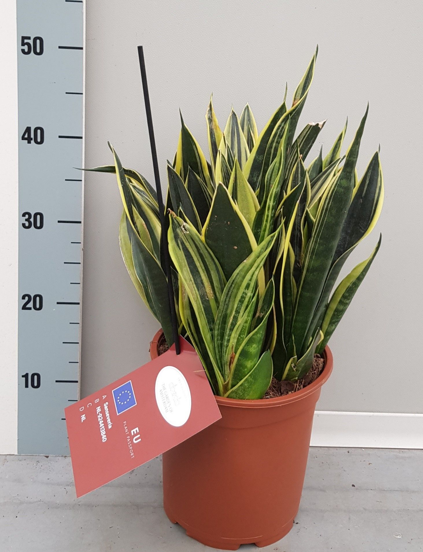 Sansevieria Canary 21cm, D 21