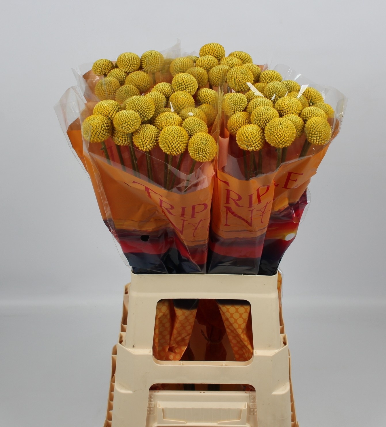 Краспедия Пейнтбол Джумбо 70 (желт.), шт.