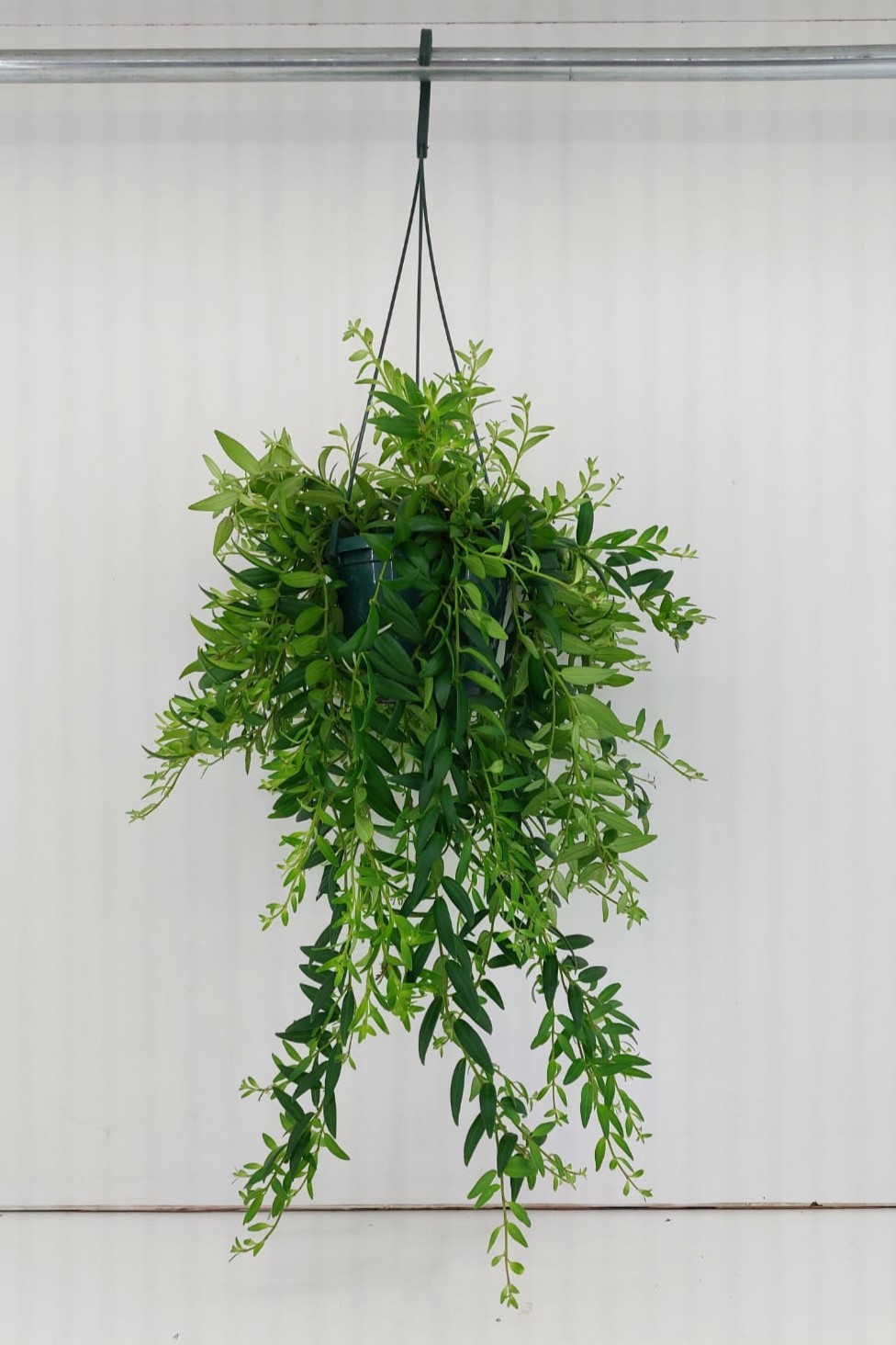 Aeschynanthus Caroline Hangpot 14 cm, D 14