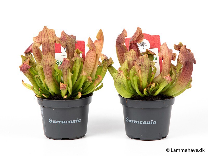 SARRACENIA PURPUREA 108, D 9