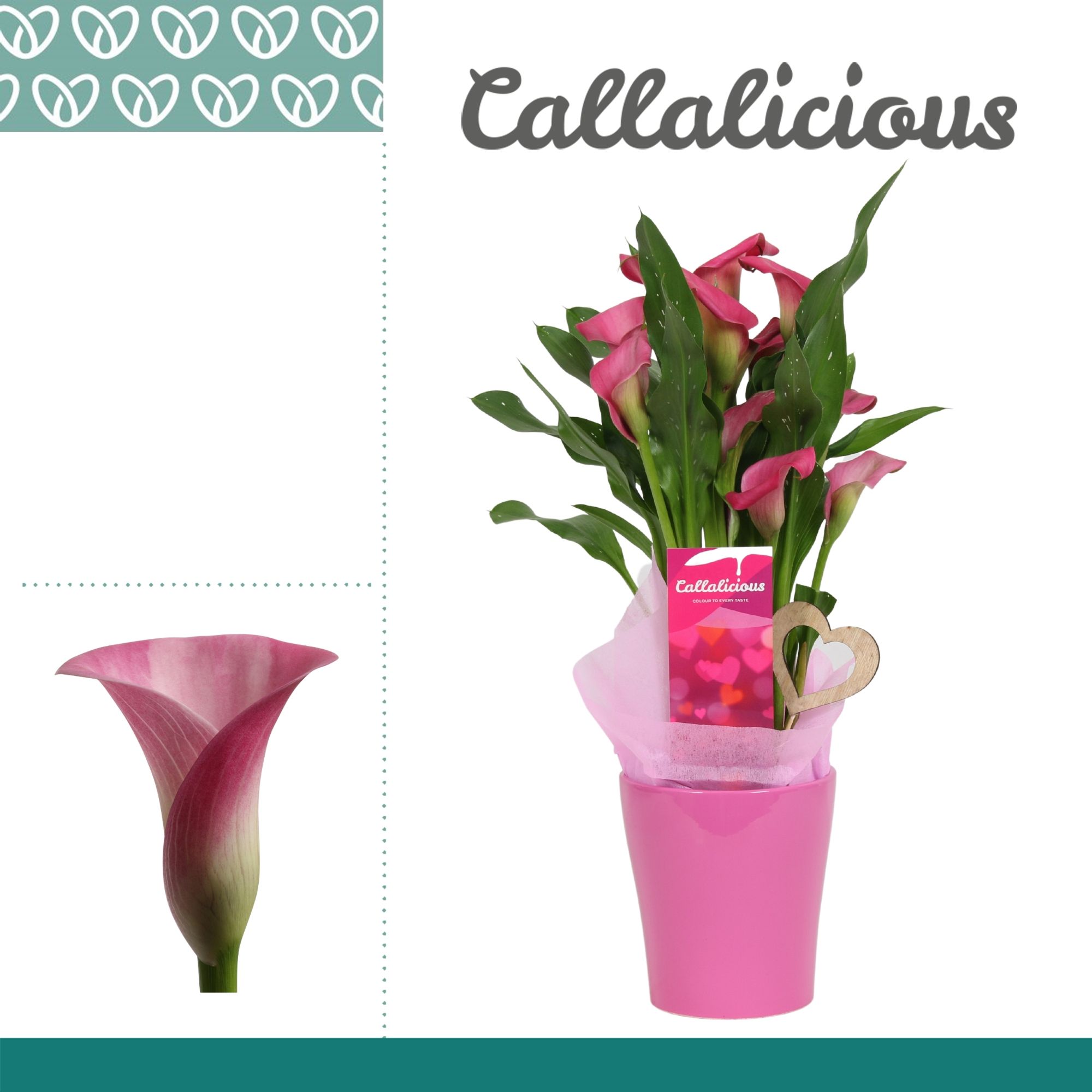 Zantedeschia (Calla) Roze in Ompot Amy LOVE, D 12