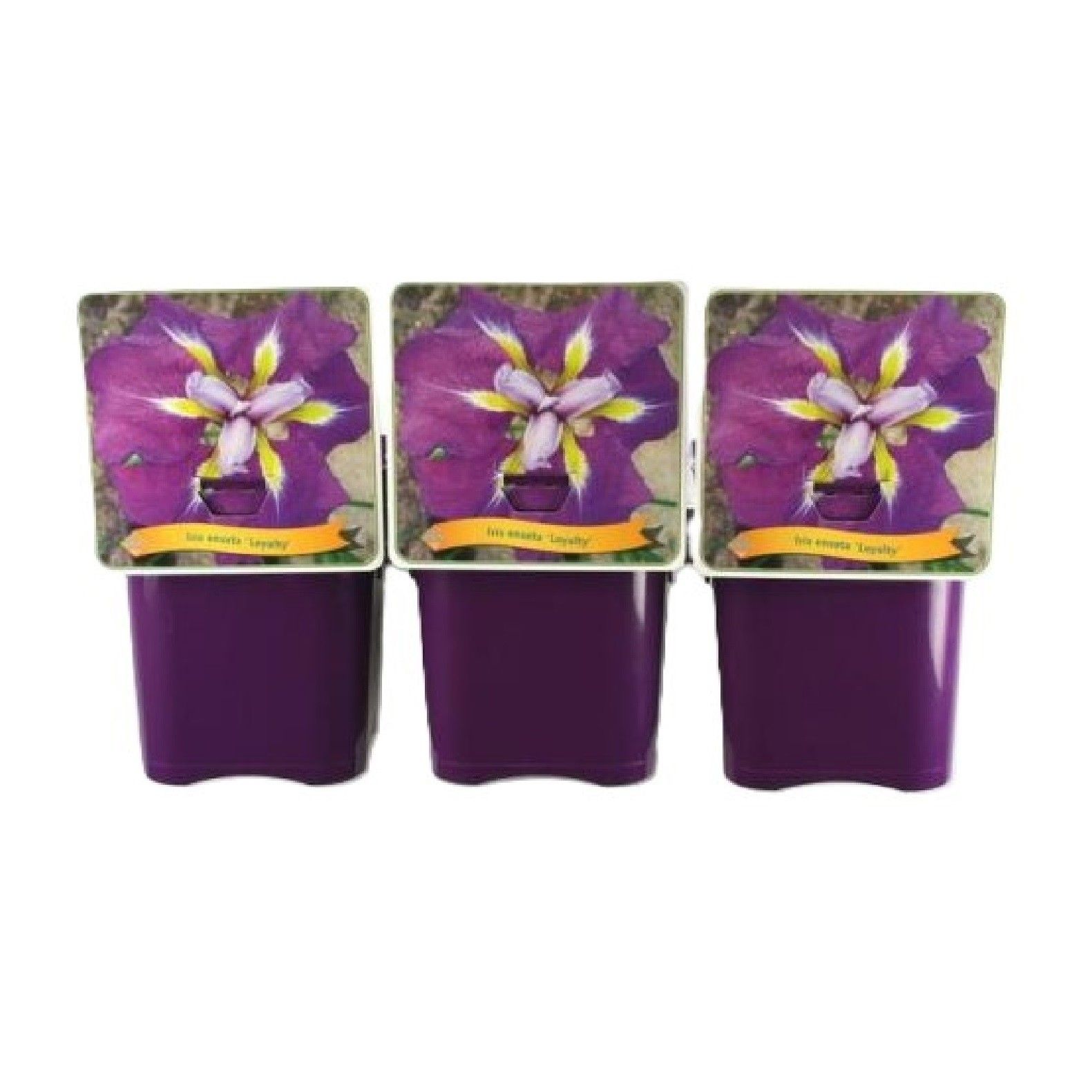 Iris ensata 'Loyalty' C5, D 21