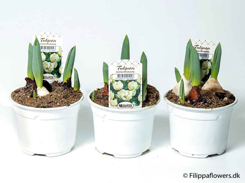 TULIPA FERGANICA 'Cardinal Min.', D 10