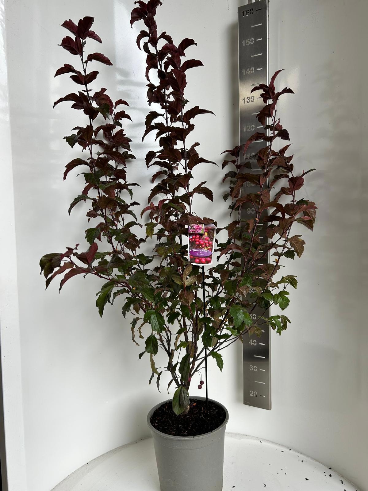 Malus 'Veitch's Scarlet', D 29 cm