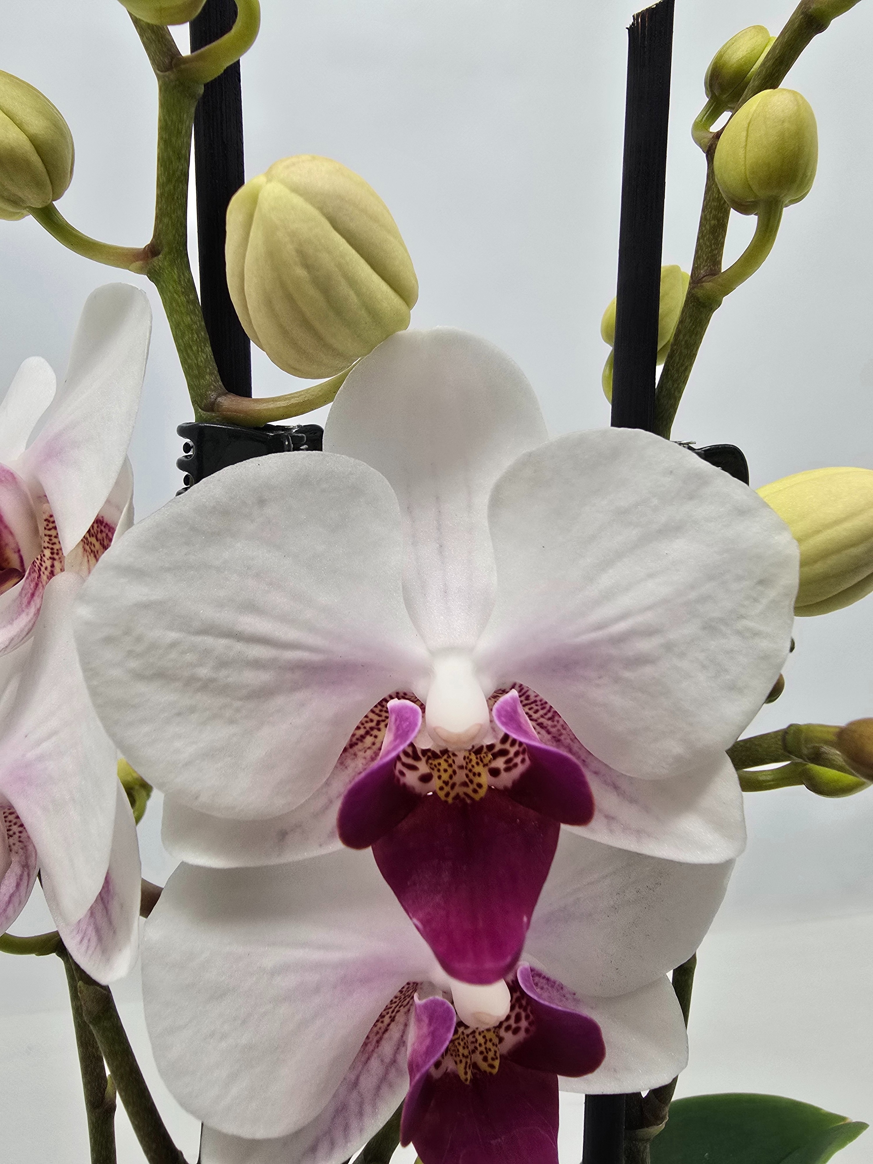 Limited 16 week 5, D 12