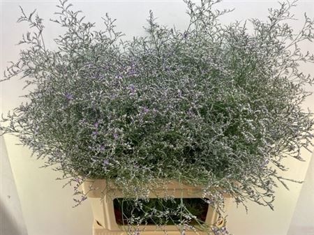 Лимониум Мейн Блю 70, шт.