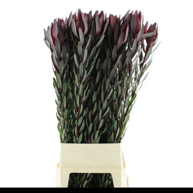 Леукадендрон Сафари Сансет 120 (красн.), шт.