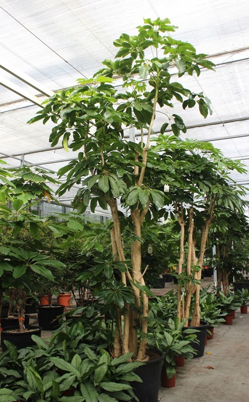 Schefflera actinophylla 'Amate’, D 85 cm Schefflera actinophylla 'Amate’, D 85 cm