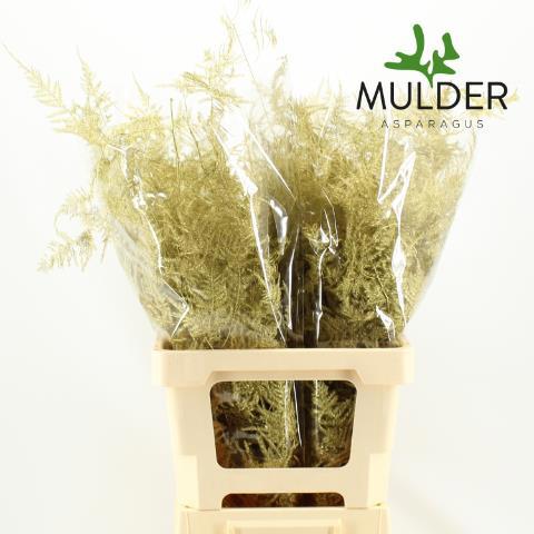Аспарагус Овериг Крашеный (краш. ) 50, шт.