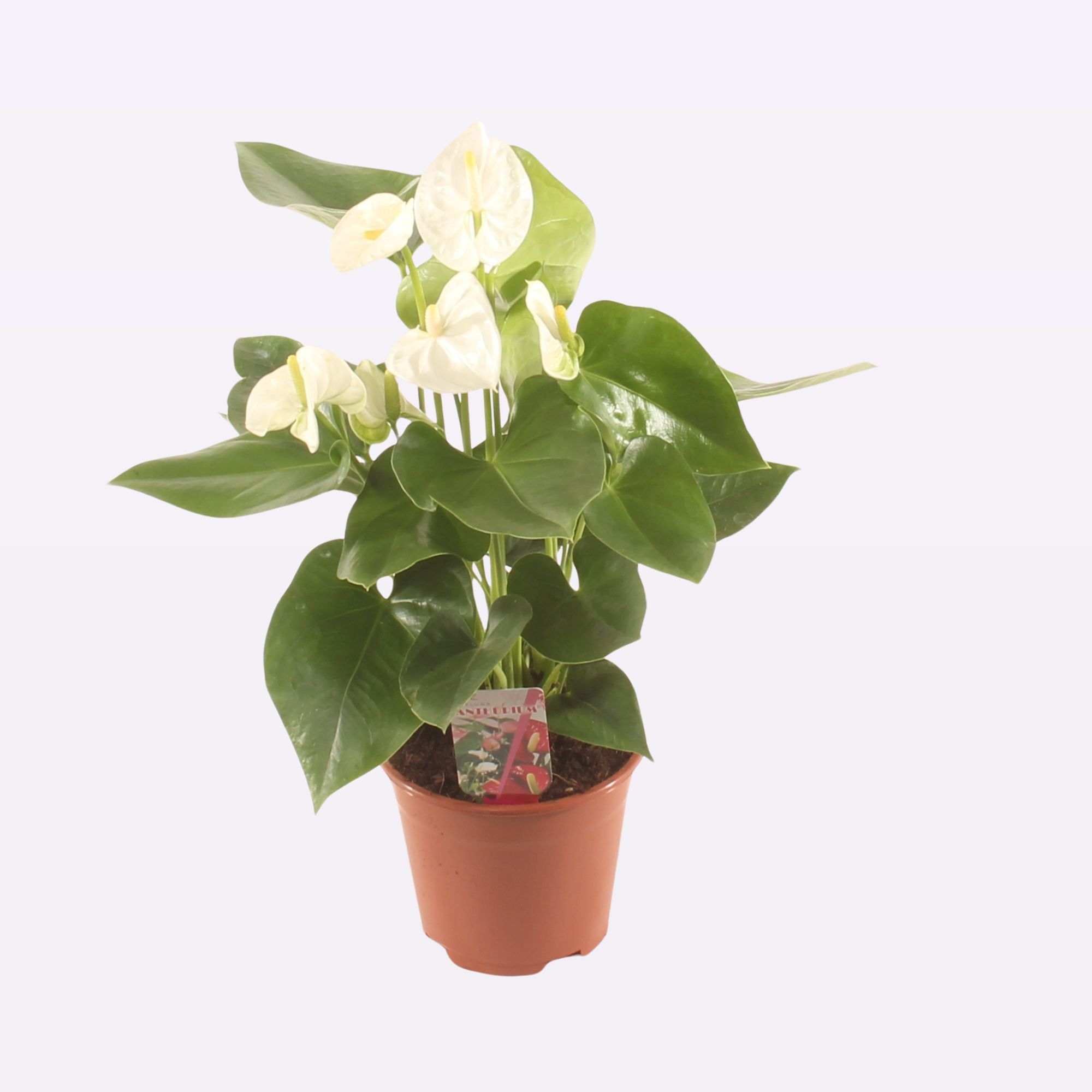 Anth. Arisa Snow P14., D 14