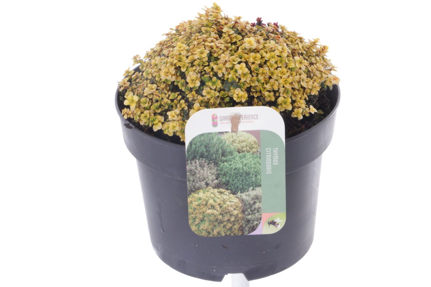 Thymus citr. Doone Valley, D 17