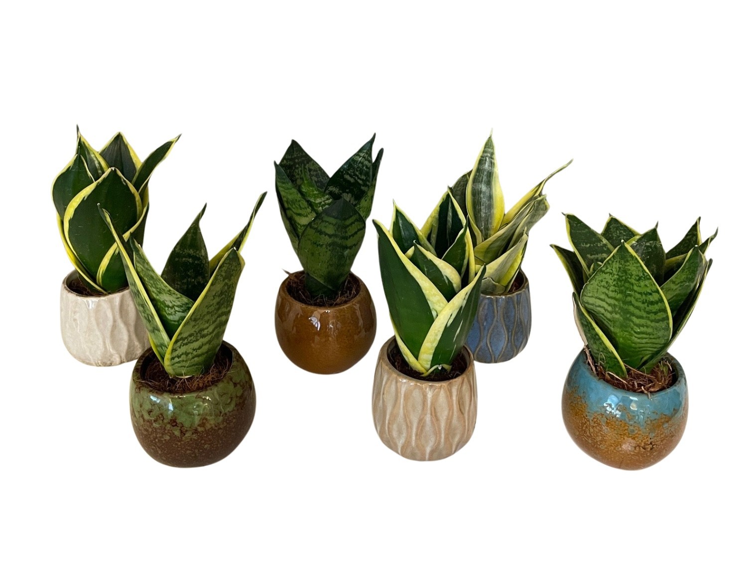 Stoneware with Sansevieria hahni mix, D 6