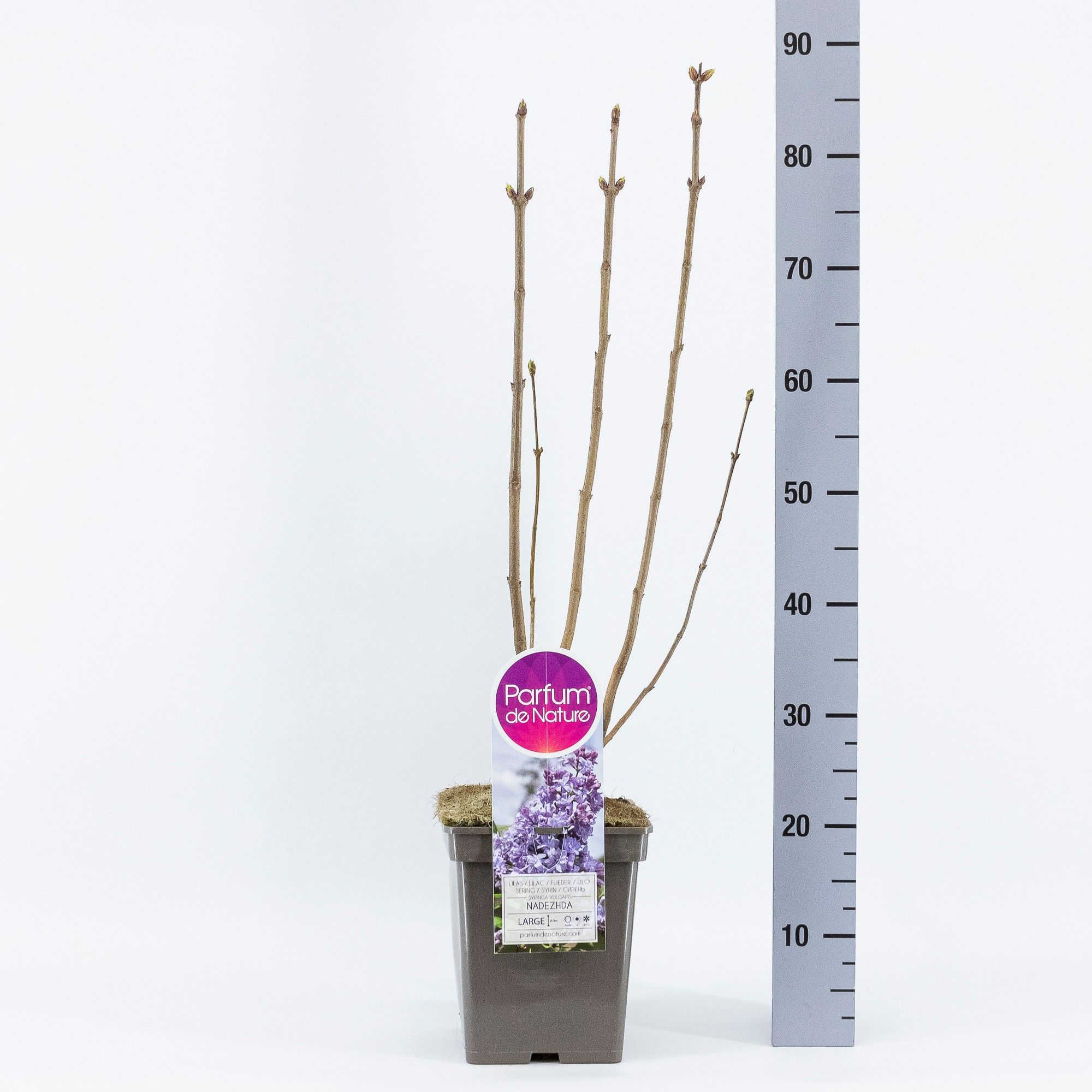 Syringa vul. Nadezhda, C5, D 23