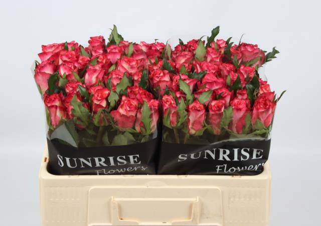 Роза од. Спарк Кондор 50, шт.