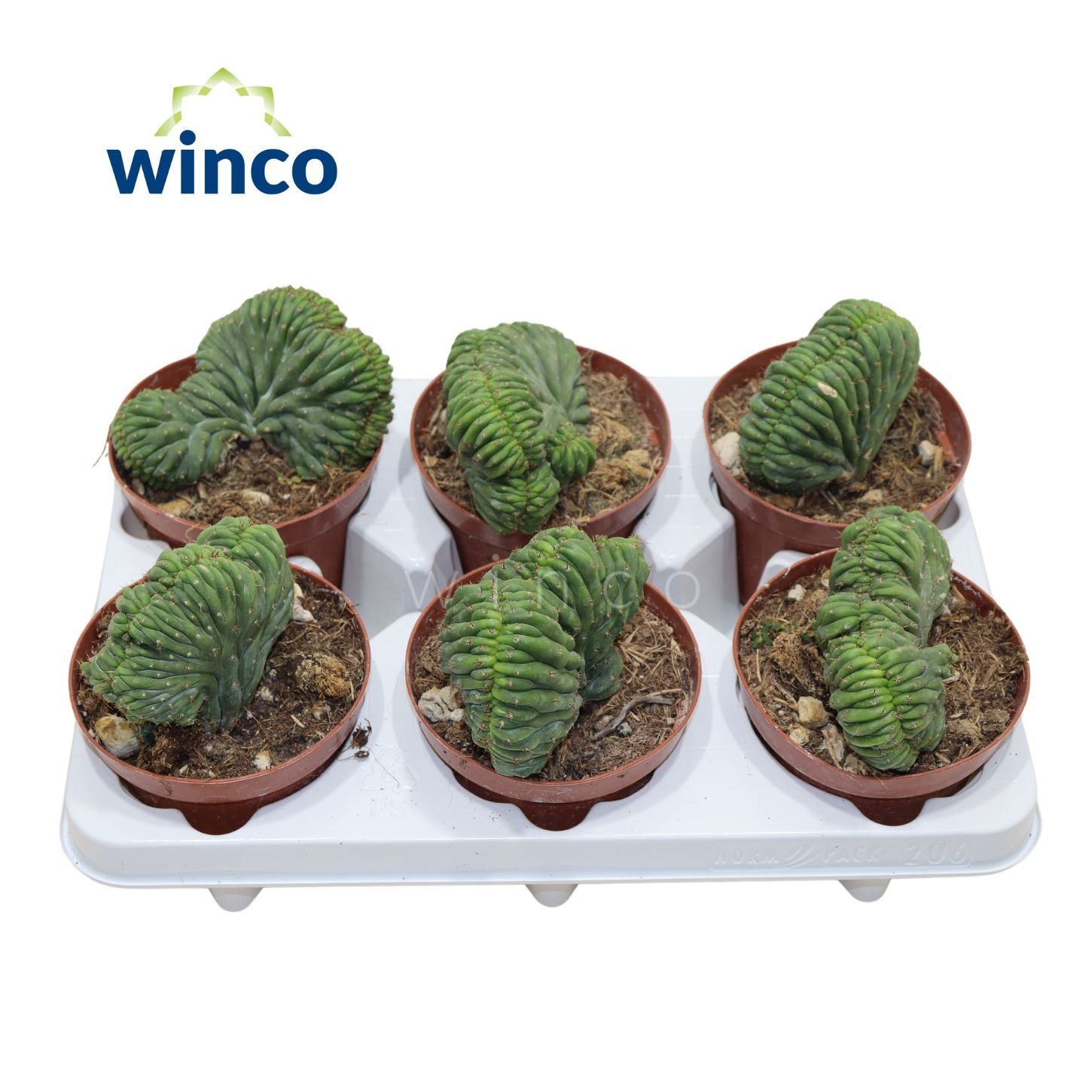 Trichocereus Cristata, D 12