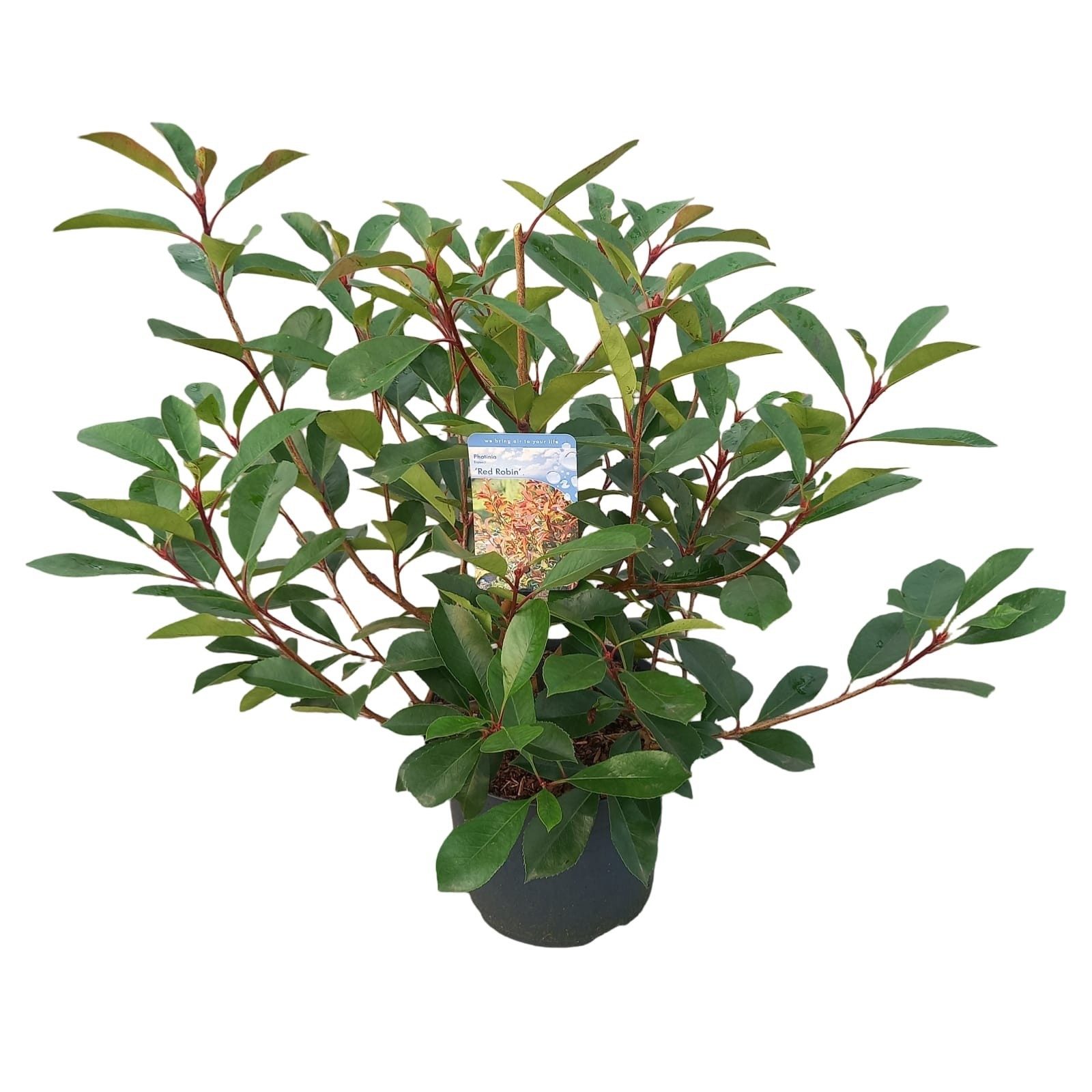 Photinia x fraseri 'Red Robin', D 26