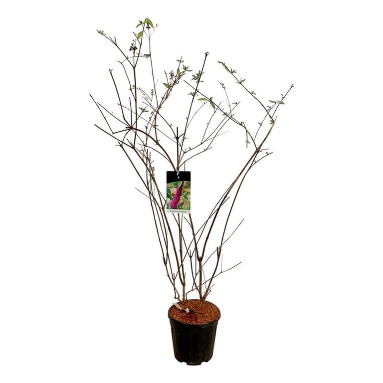 Buddleja dav. 'Ile de France', D 32 cm