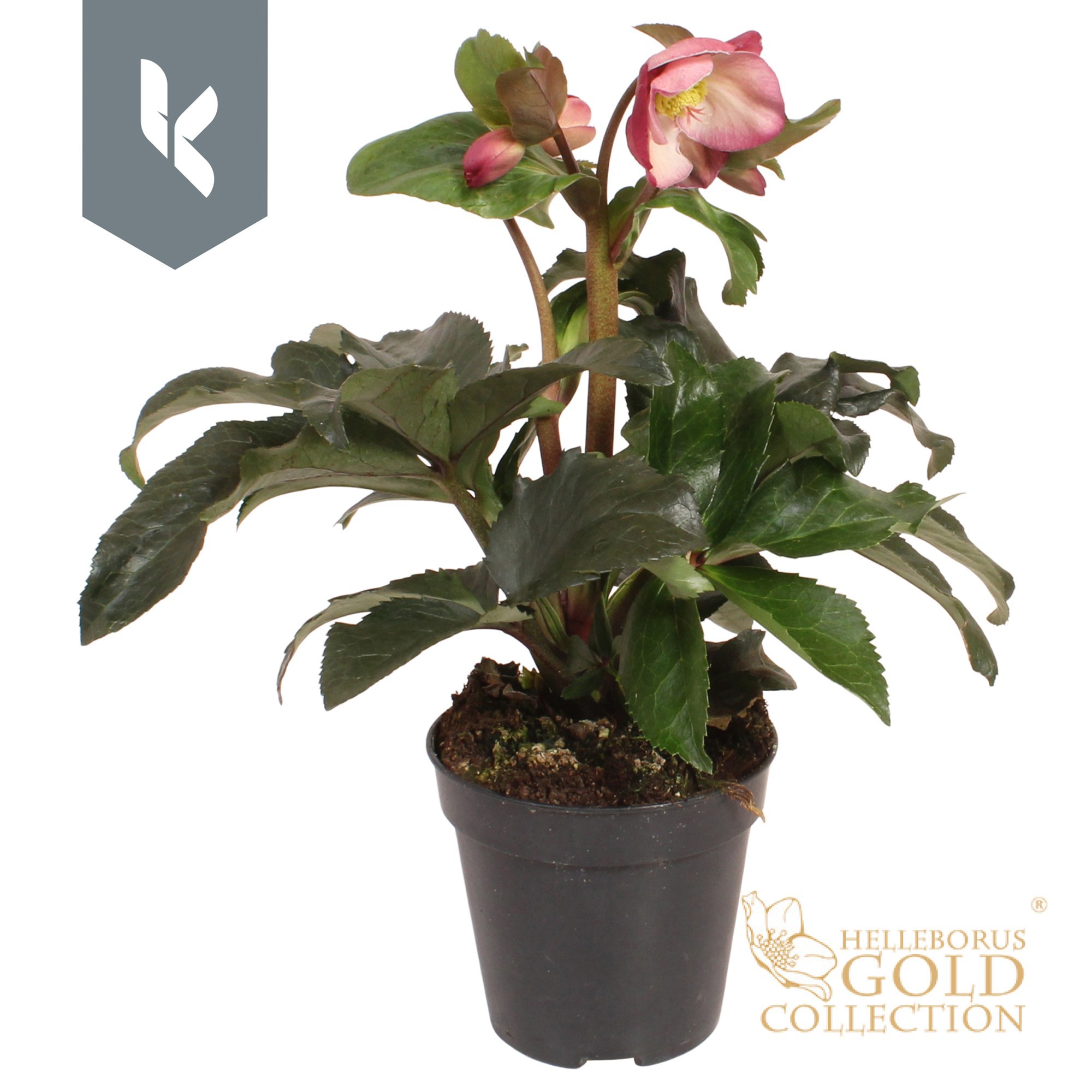 HGC Helleborus Ice N Roses Pink, D 13 cm