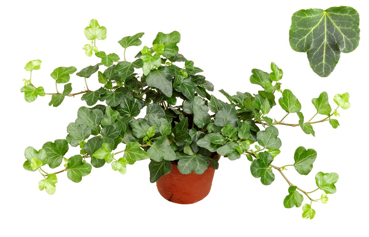 Mini Wonder 8,5cm, D 8,5