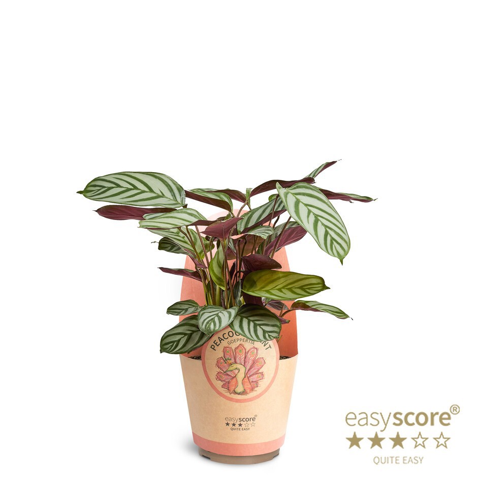 Ctenanthe 'Compact Star', D 17