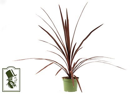 CORDYLINE AUSTRALIS 'Red Star', D 12