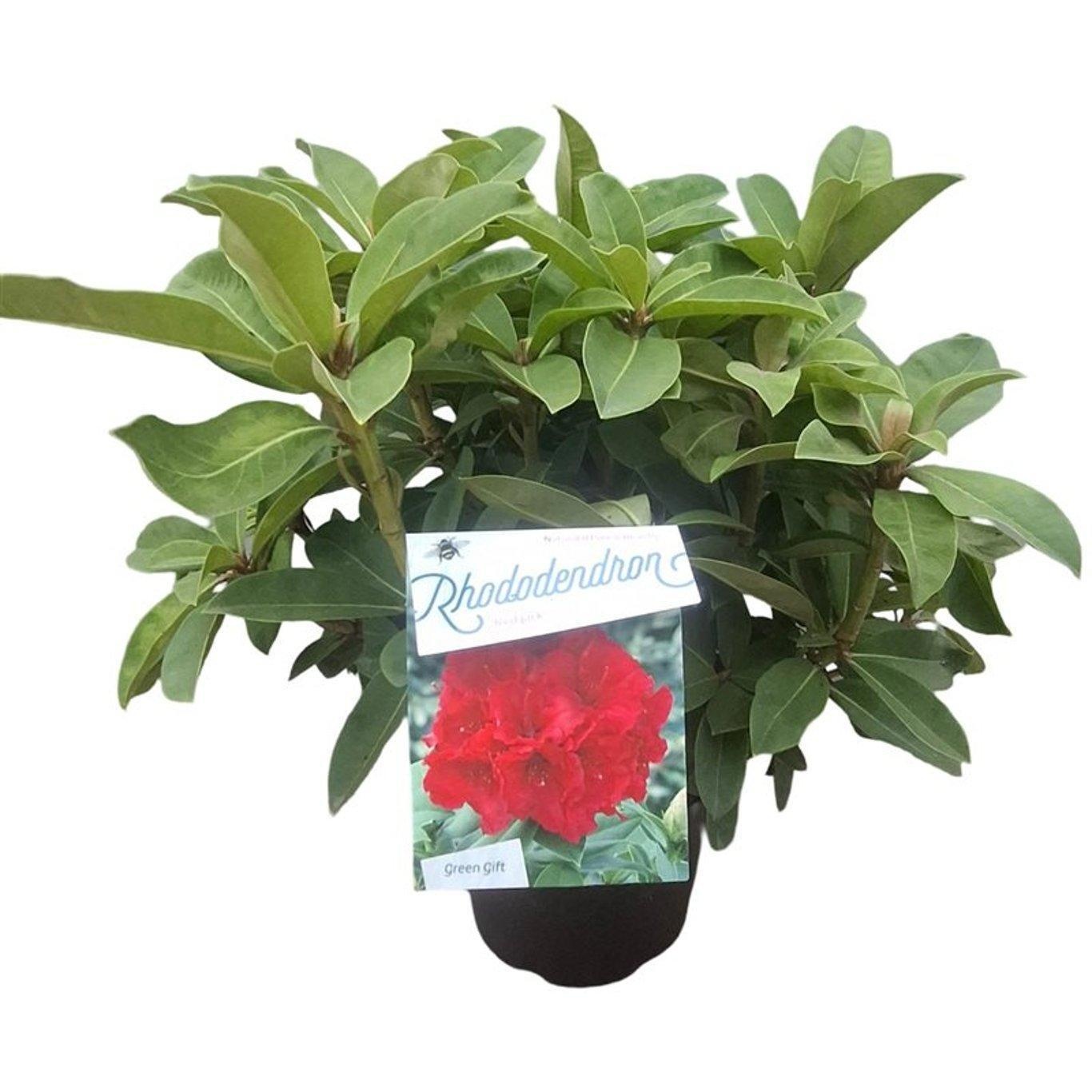 Rhododendron 'Red Jack', D 23