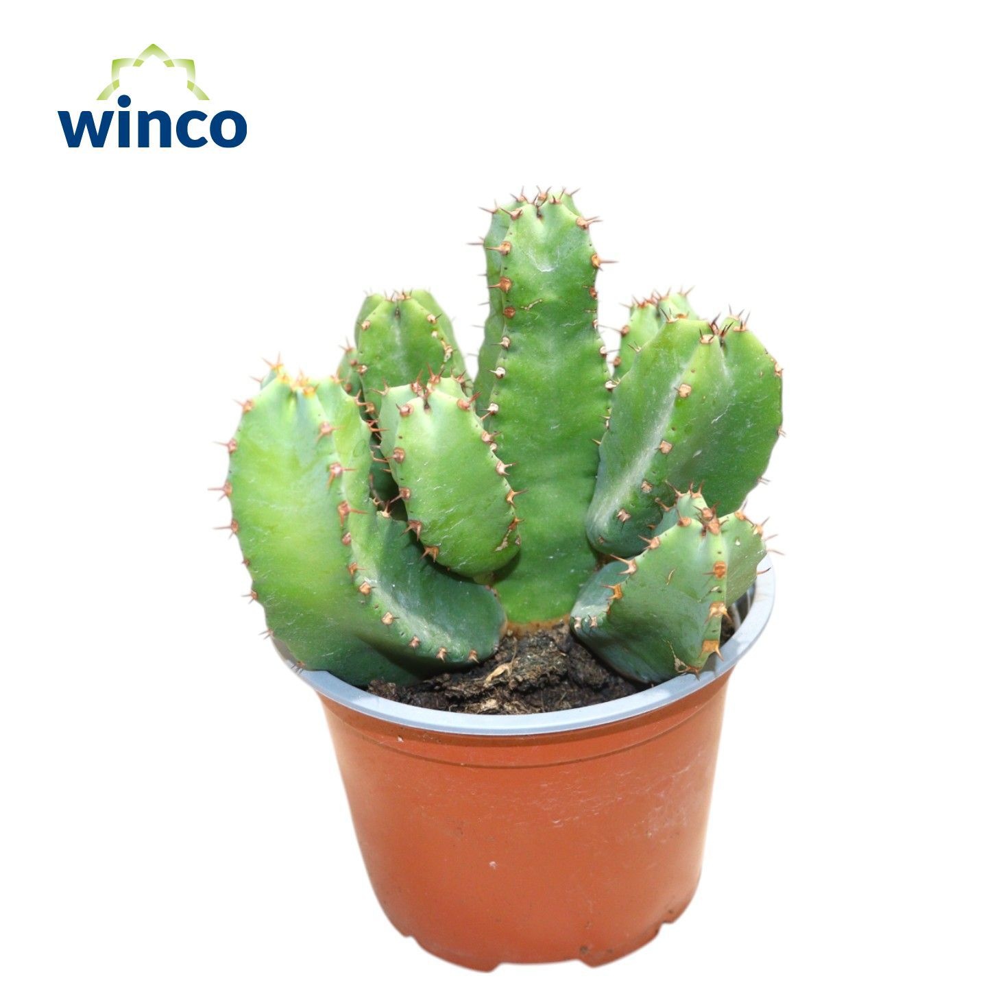 Euphorbia Resinifera, D 13