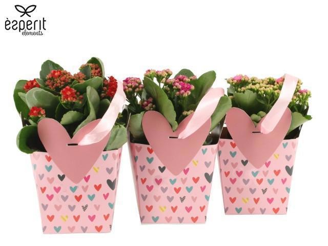 2501122: Solutionss Lovess, D 10,5