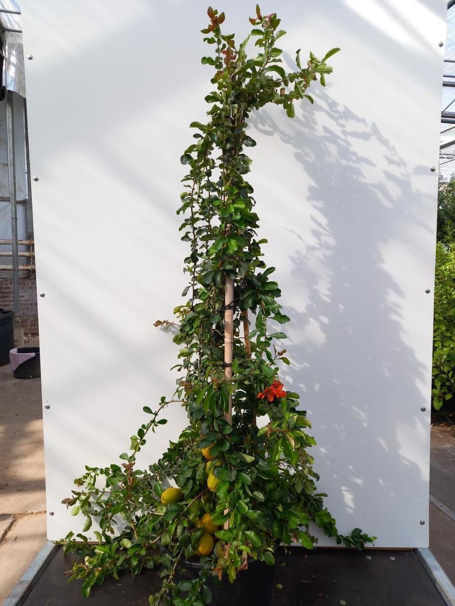 Chaenomeles j. 'Cido Red', 3 stok, D 40 cm