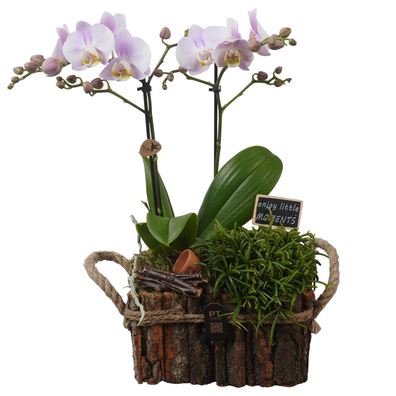 PTIB5282 Arrangement Indoor in houten bak, D 20