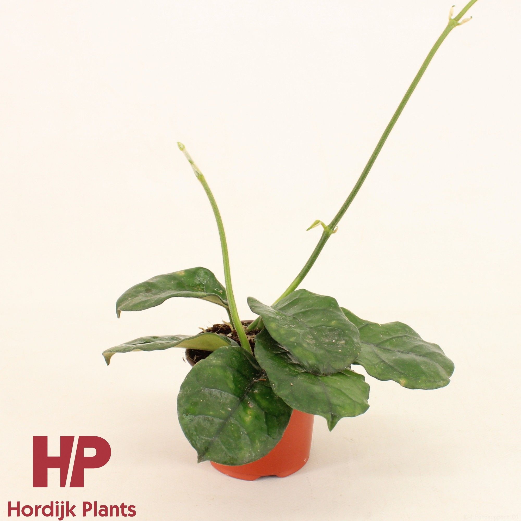 Hoya Villosa P9, D 9