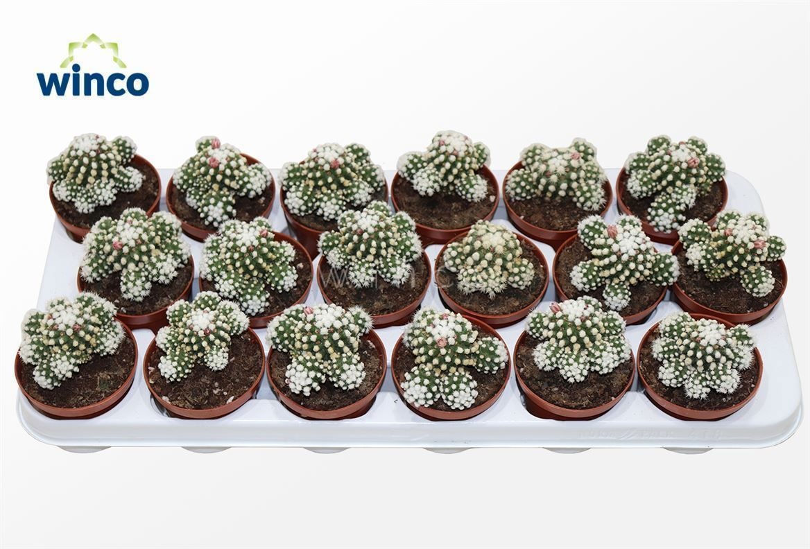 Mammillaria Gracilis (arizona Snowcap), D 8,5