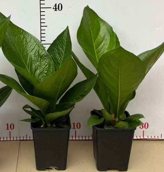 Антуриум 0.6 галлон трежер пот 14 35