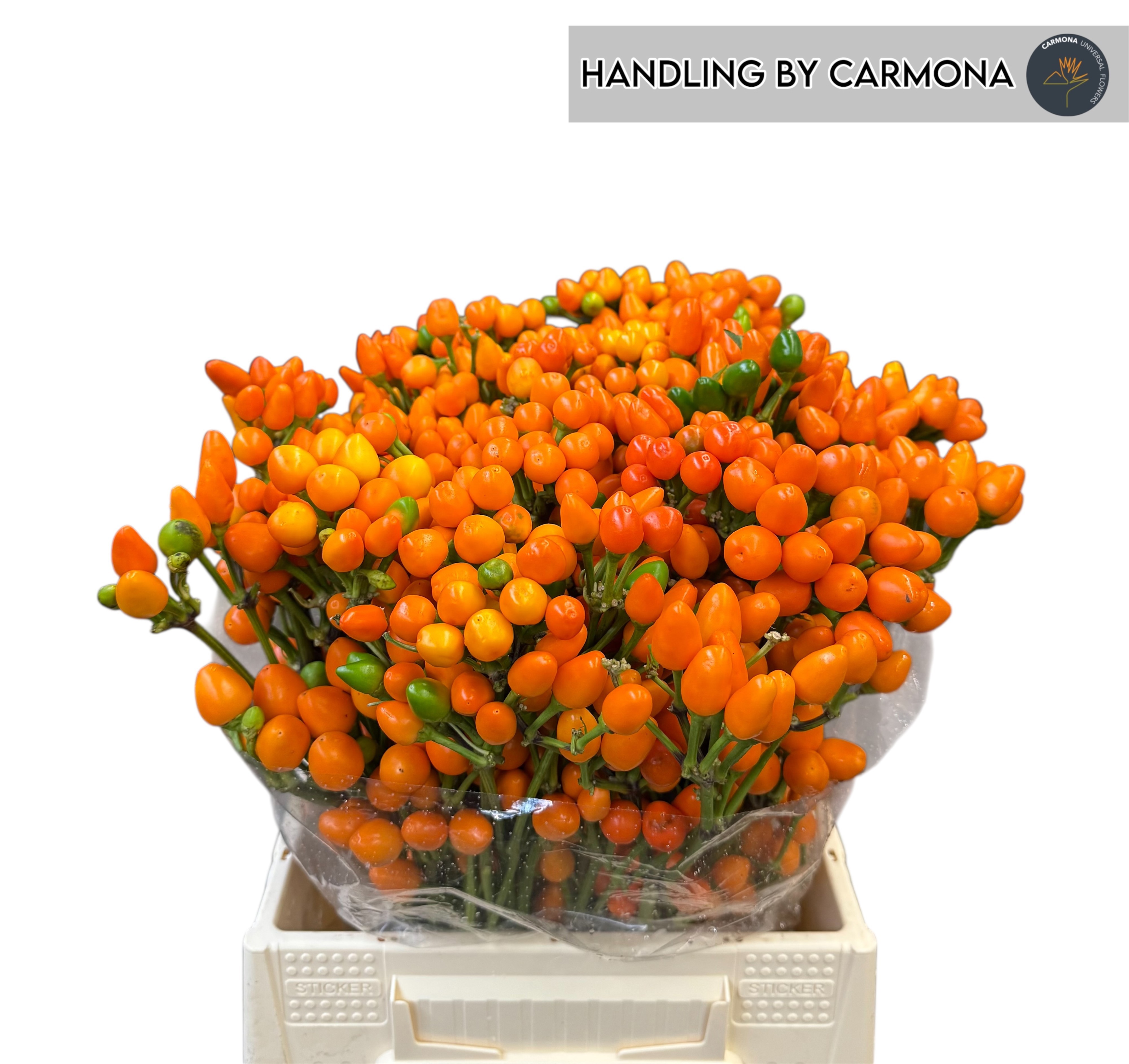 Капсикум Оранж Кэнди 45, шт. Капсикум Оранж Кэнди 45, шт.