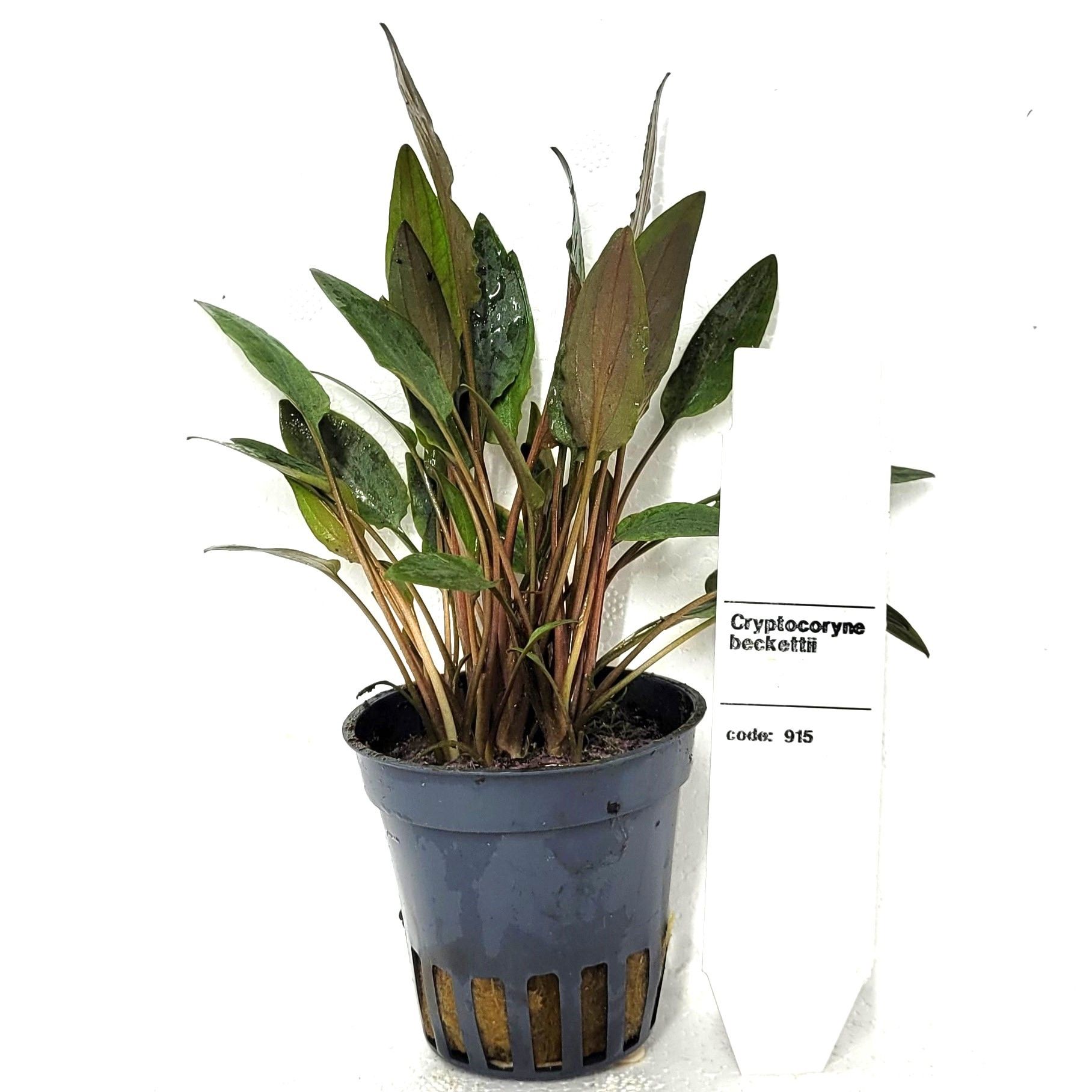 Cryptocoryne beckettii, D 5