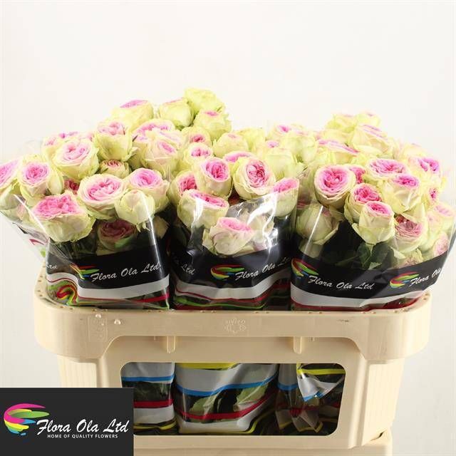 Роза куст. Джелато 70, шт.