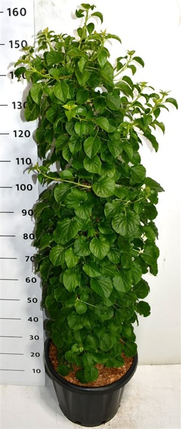 Hydrangea petiolaris, D 38